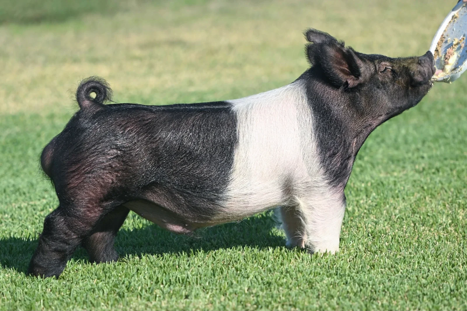 Counting Coup — Dark Cross boar