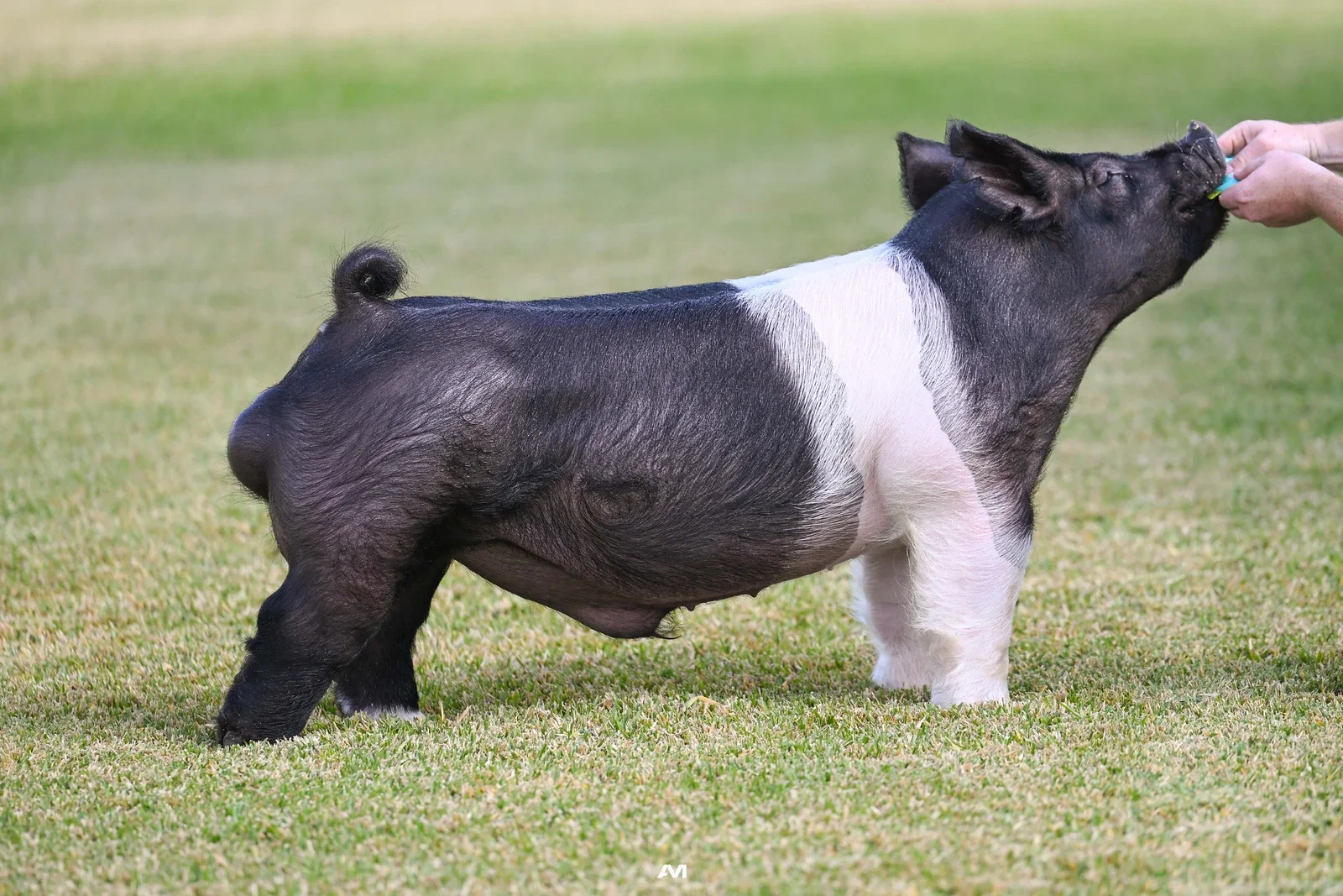 Talkin' Smack — Dark Cross boar