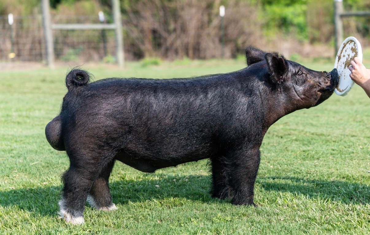 Frostbite — Dark Cross boar