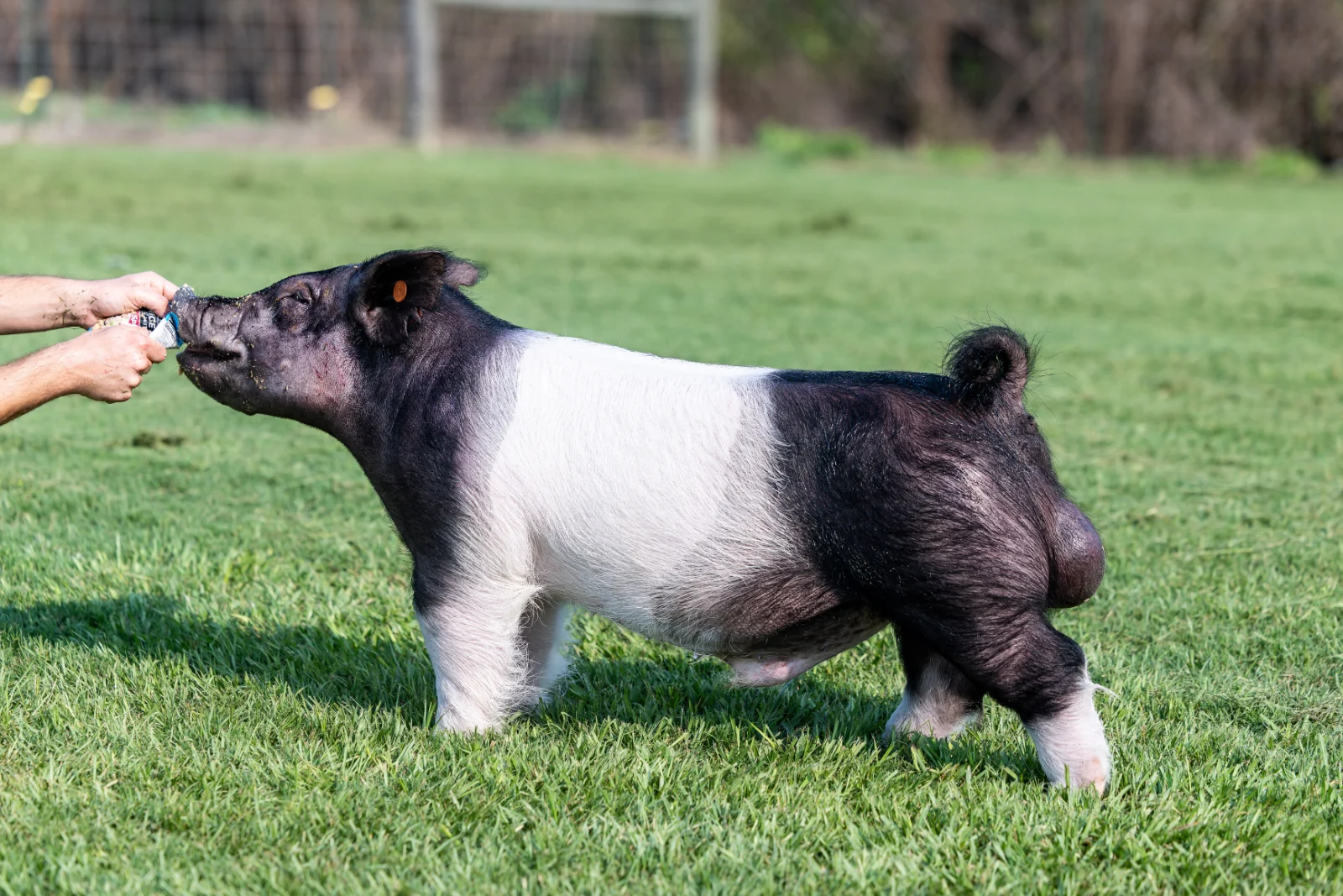 Line Em Up — Dark Cross boar
