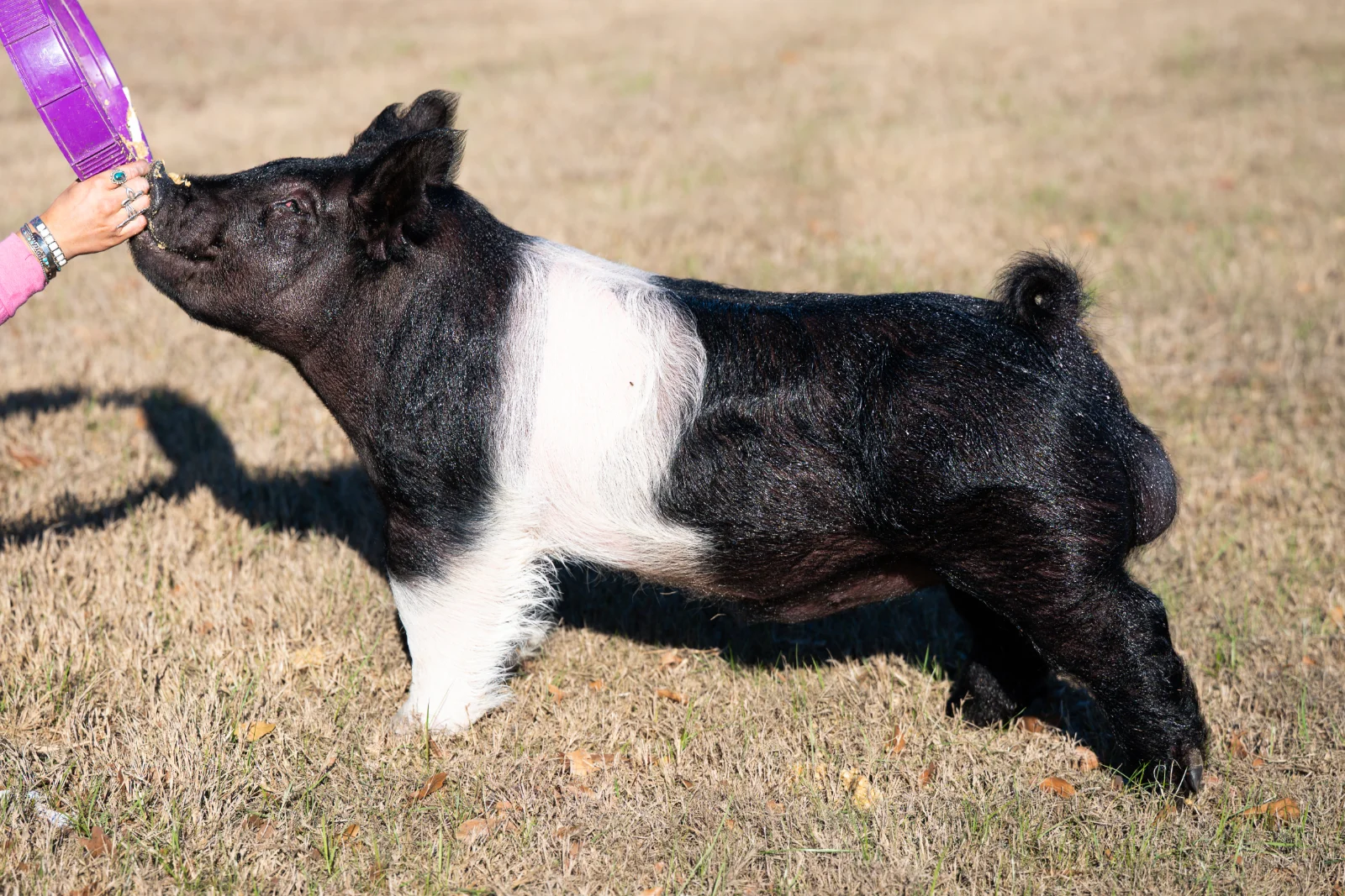 Tux — Dark Cross boar
