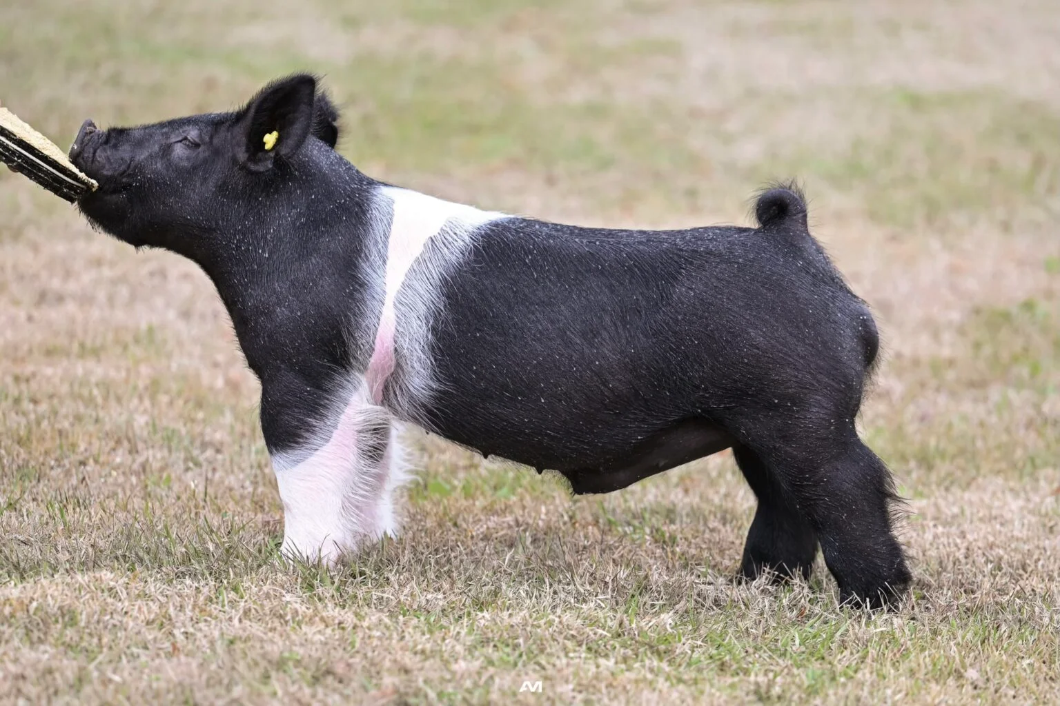 In The Fire — Dark Cross boar