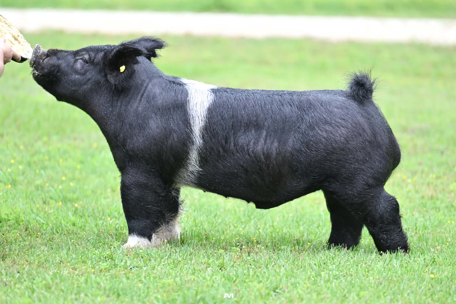 Let it Shine — Dark Cross boar