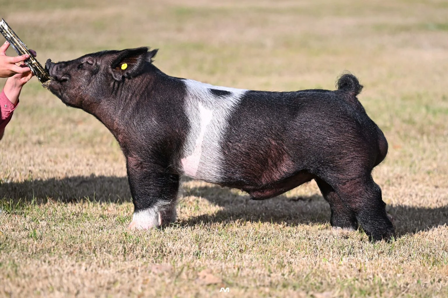 Solid Rock — Dark Cross boar