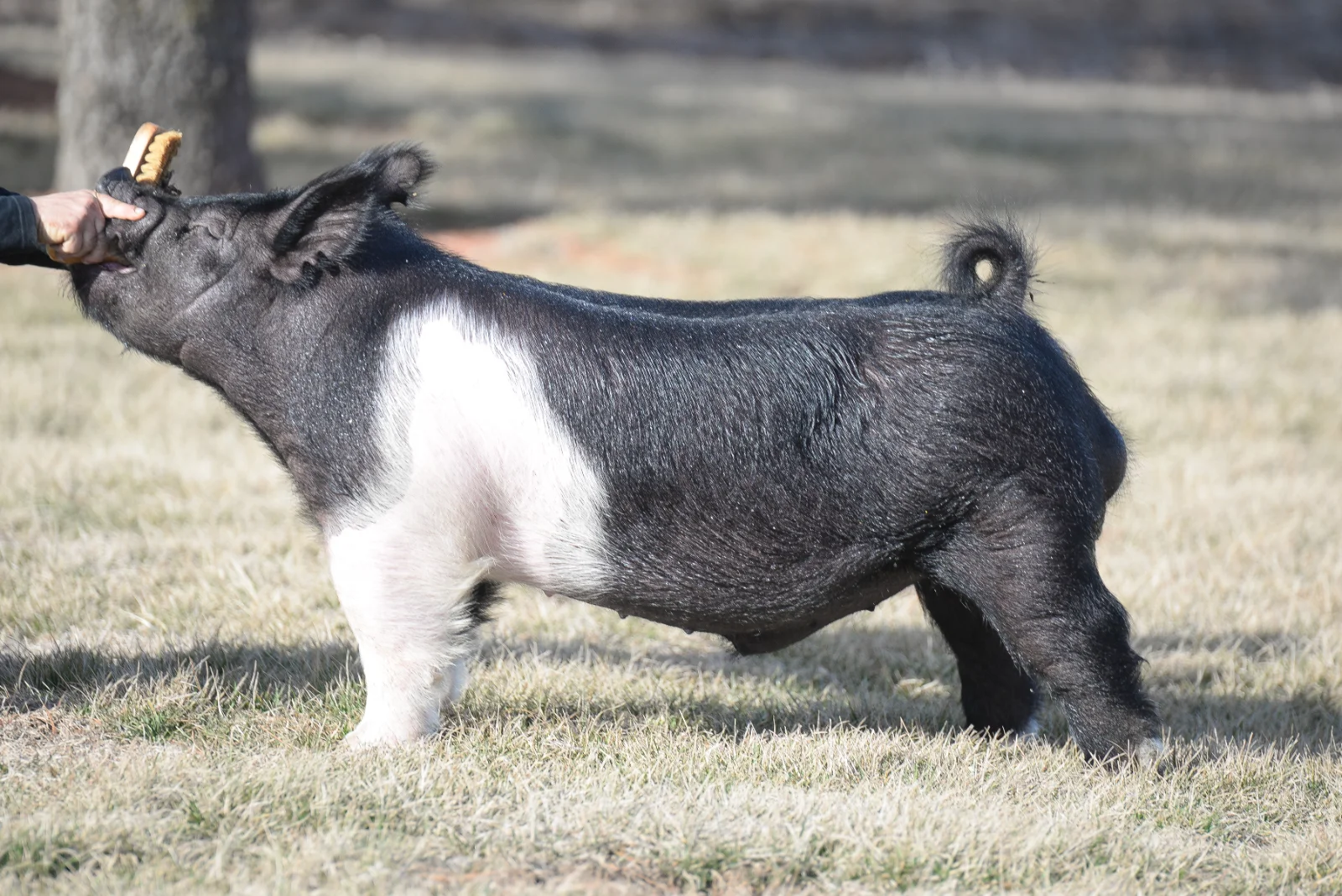 ABSOLUTE — Dark Cross boar