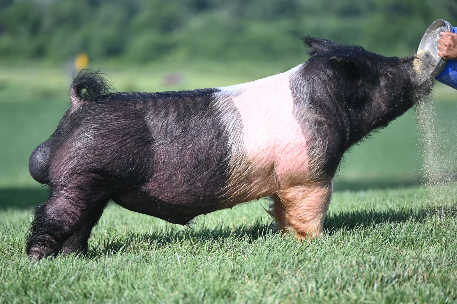 AWAKENING — Dark Cross boar