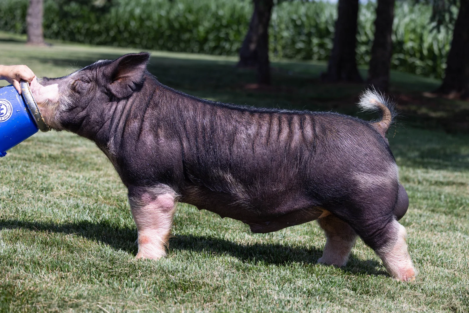 B23 — Berkshire boar