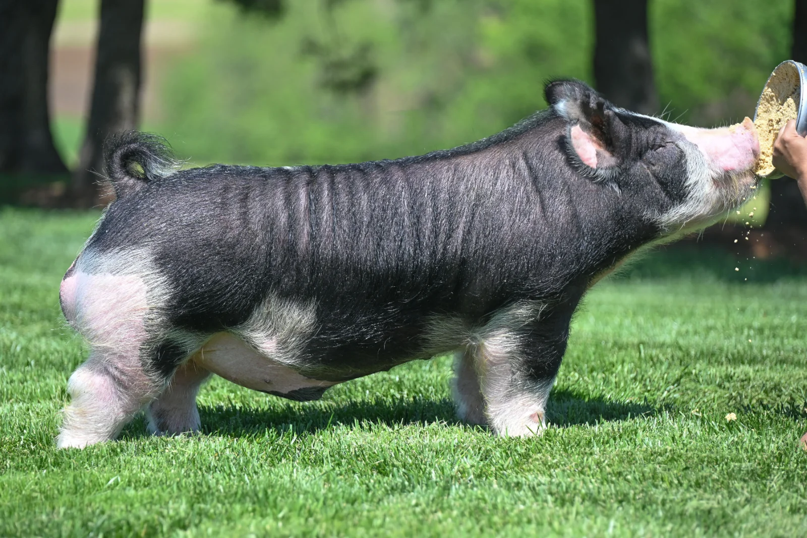 B75 — Berkshire boar