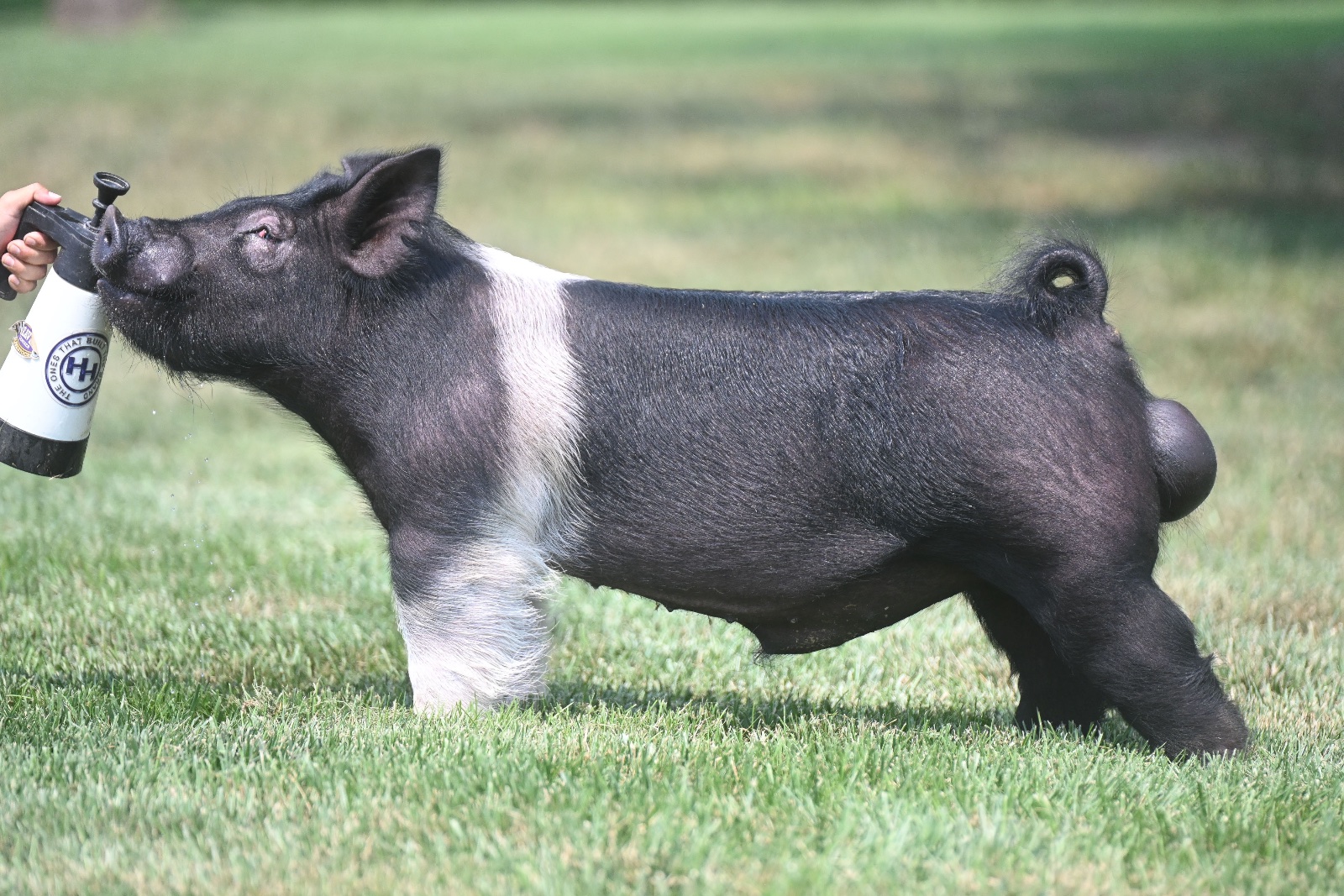 BANANA BALL — Dark Cross boar