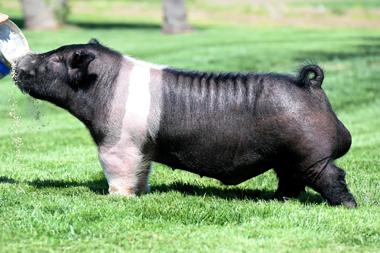BETA — Hampshire boar