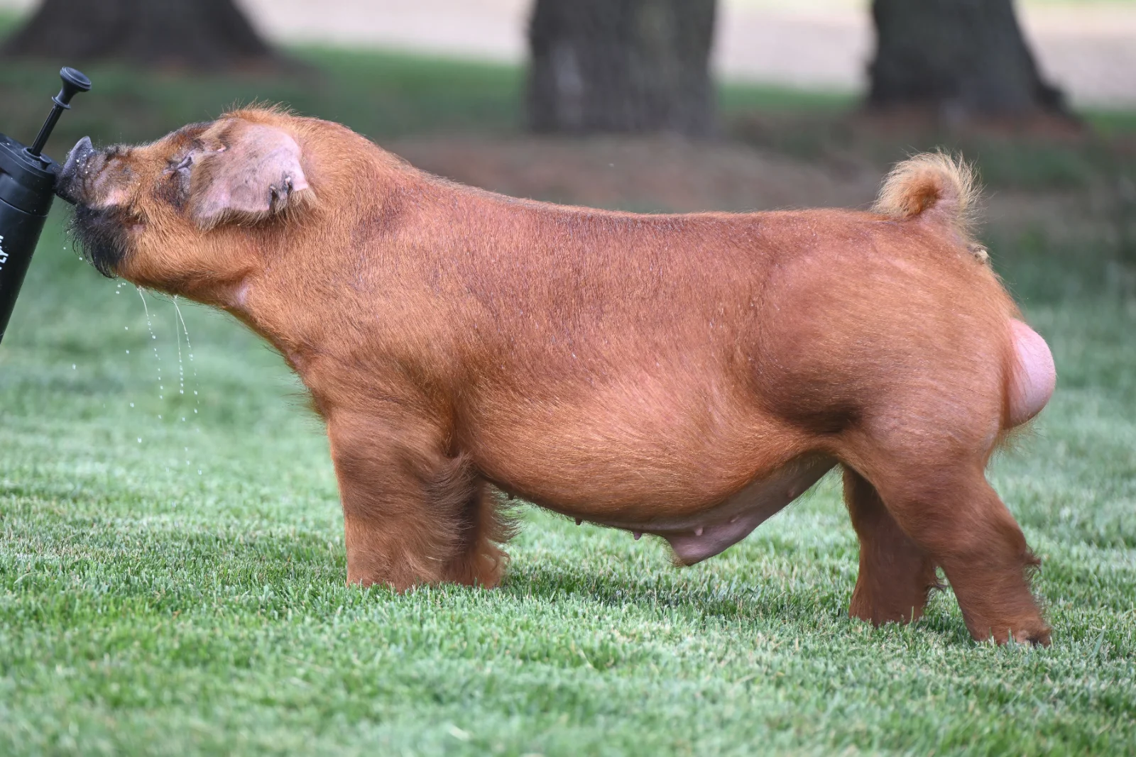 CALL YOUR BANKER — Duroc boar