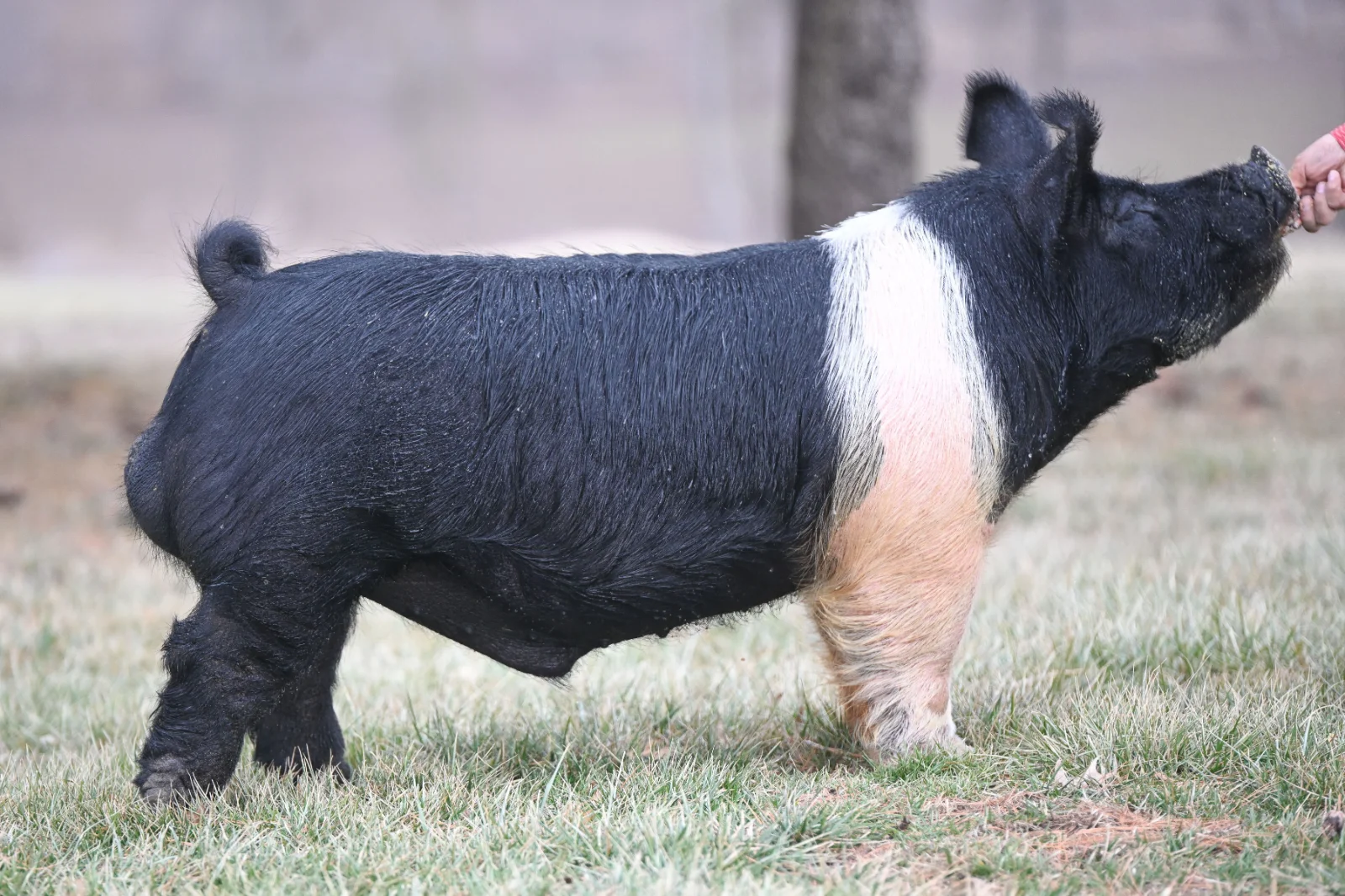 CLARK — Hampshire boar