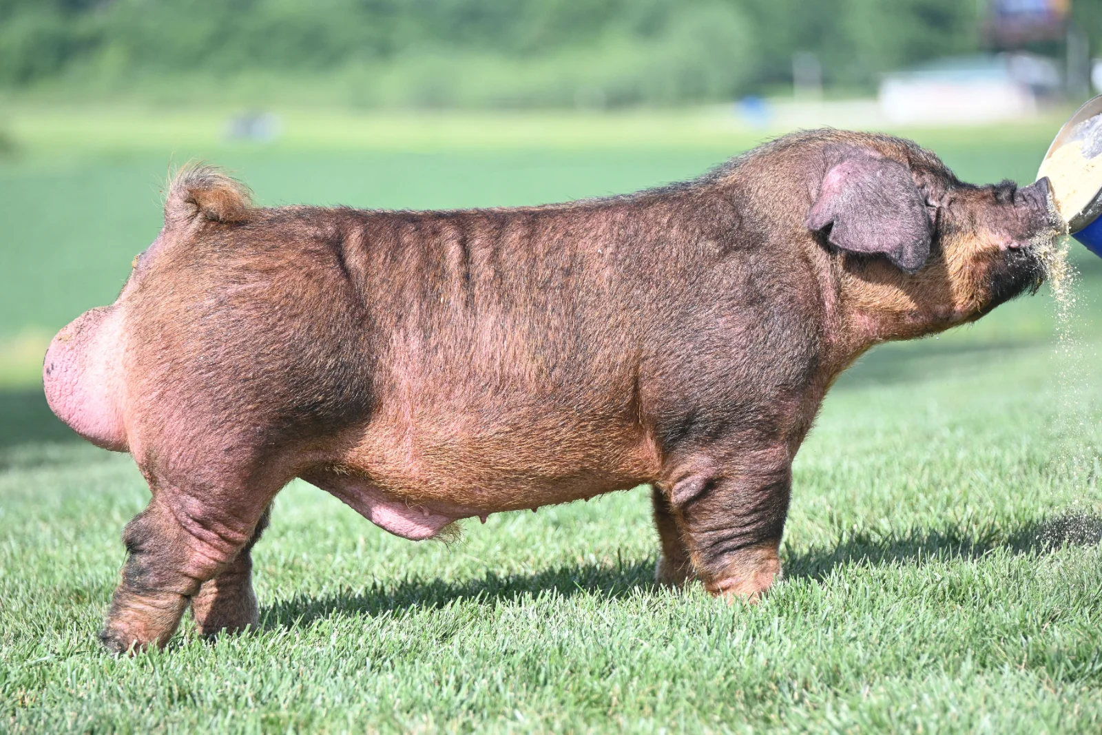 D301 — Duroc boar