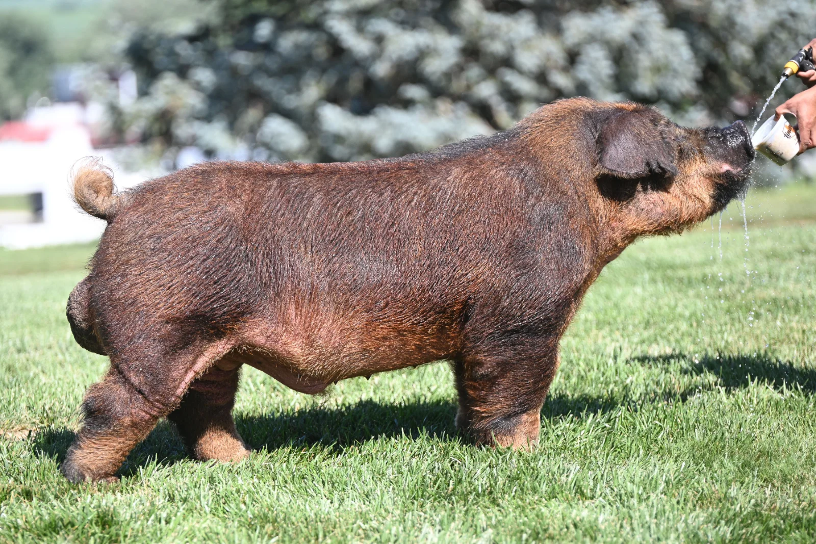 D378 — Duroc boar