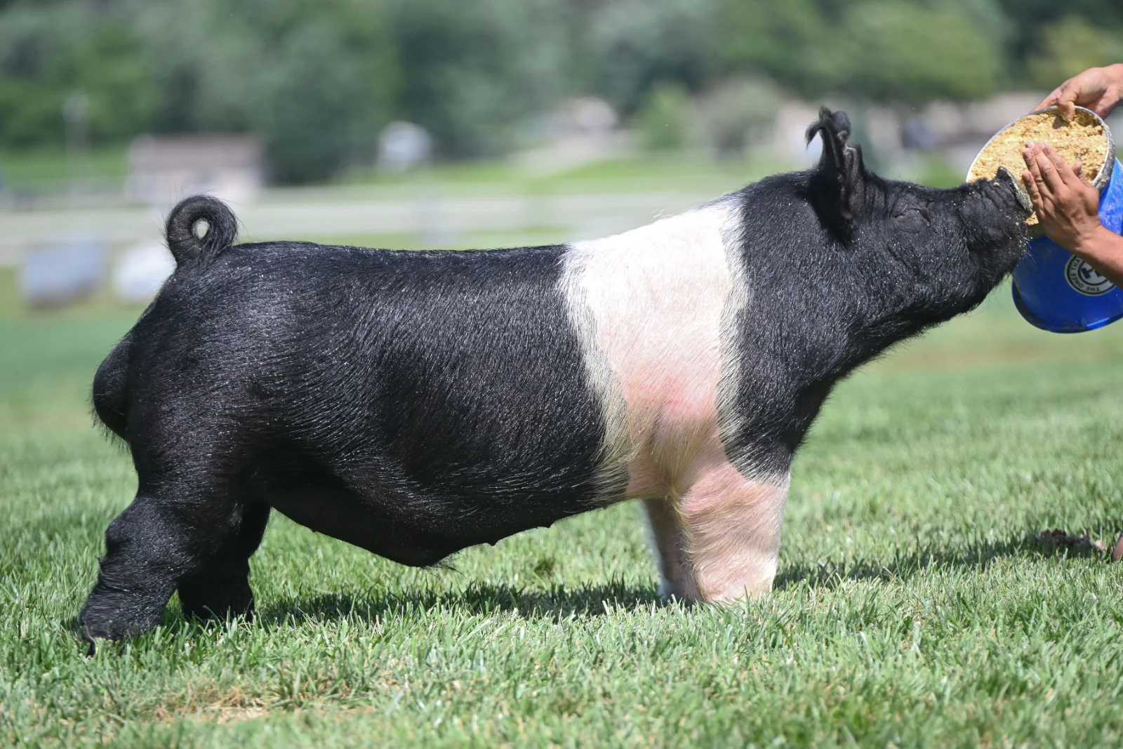 FLOOR PLAN — Hampshire boar