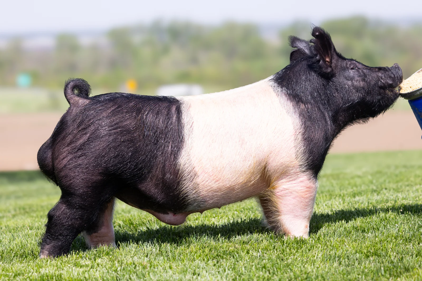 H308 — Hampshire boar