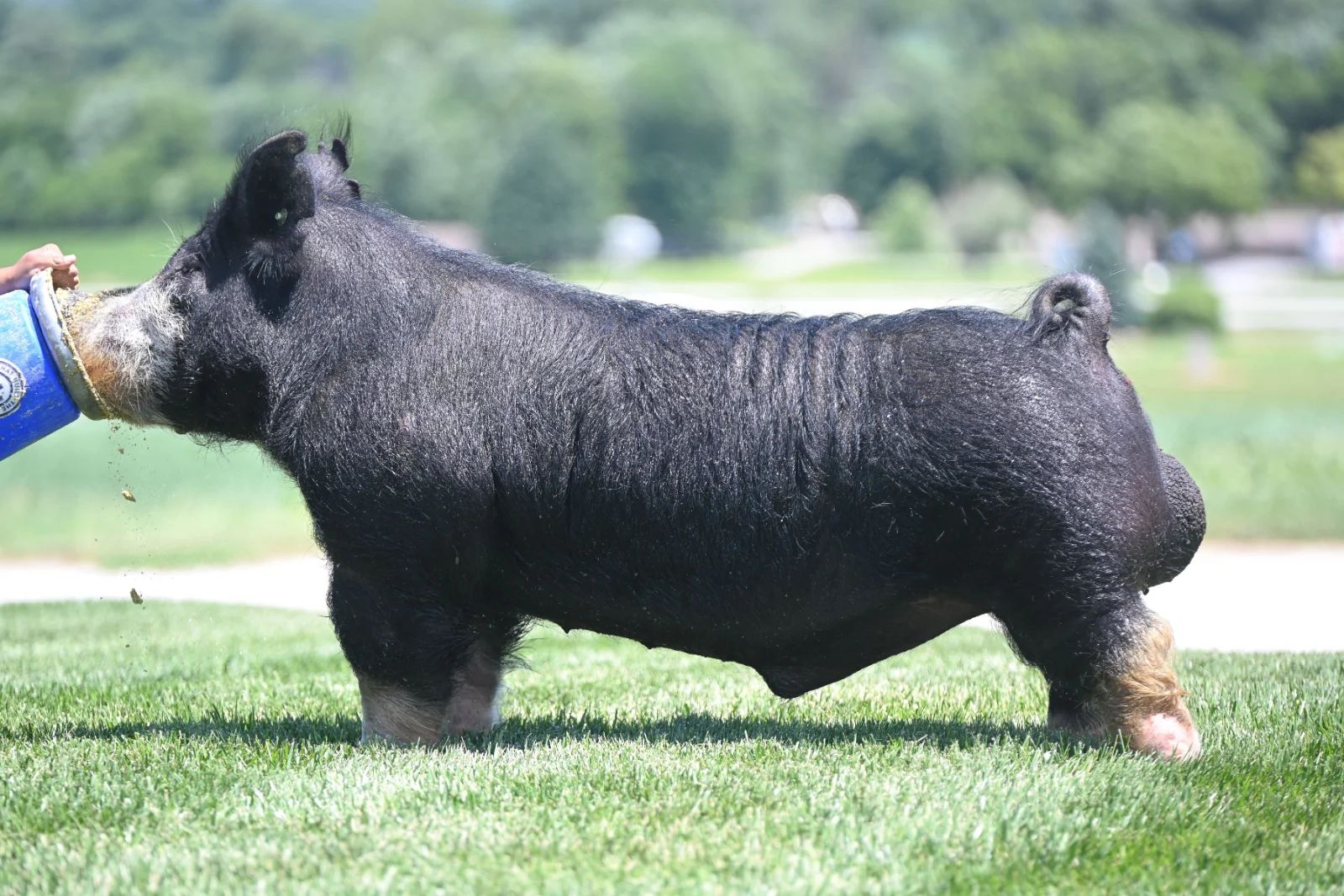 JUNGLE BOOK — Berkshire boar