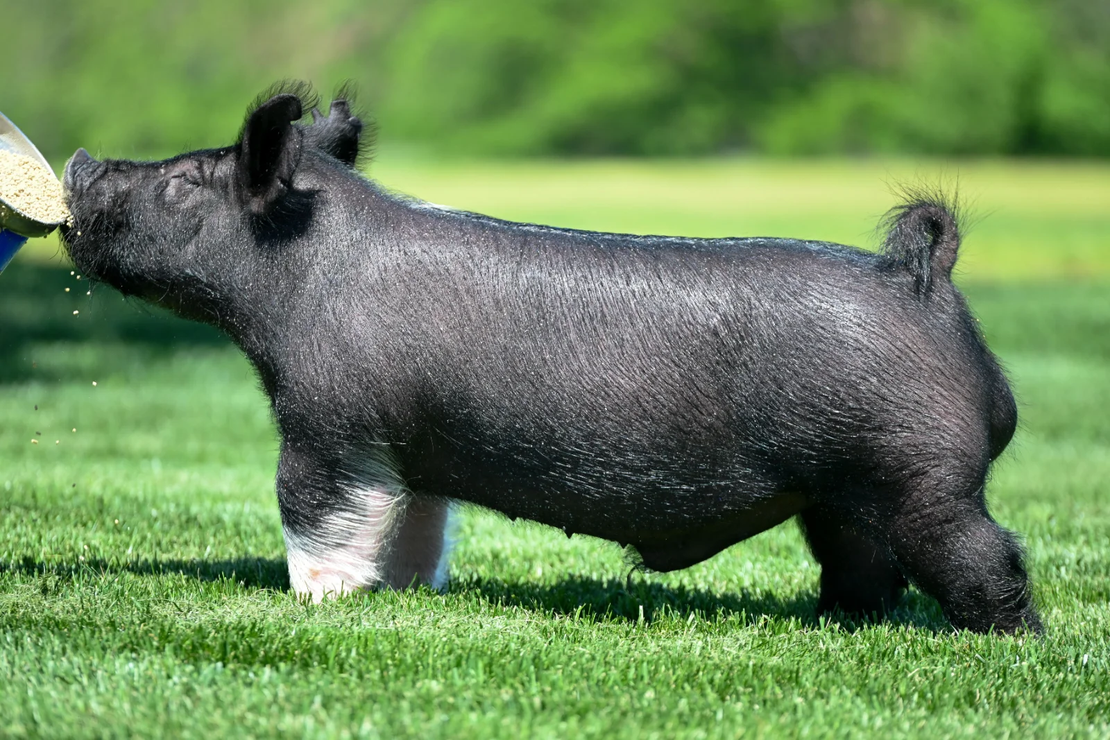 MARGIN OF ERROR — Dark Cross boar