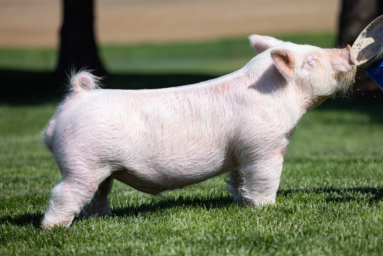 MIGHTY WHITEY — Light Cross boar
