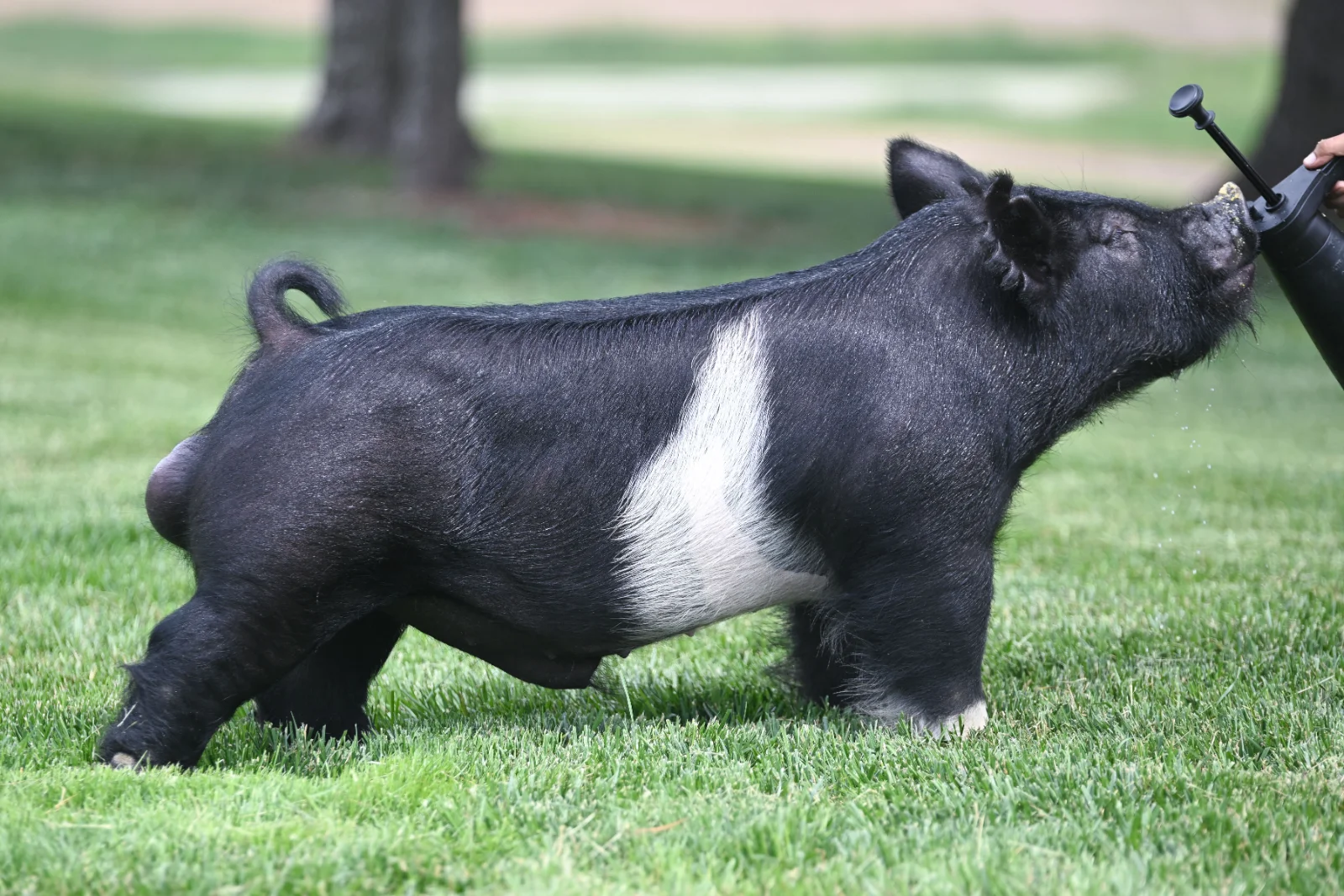 MOST WANTED — Dark Cross boar