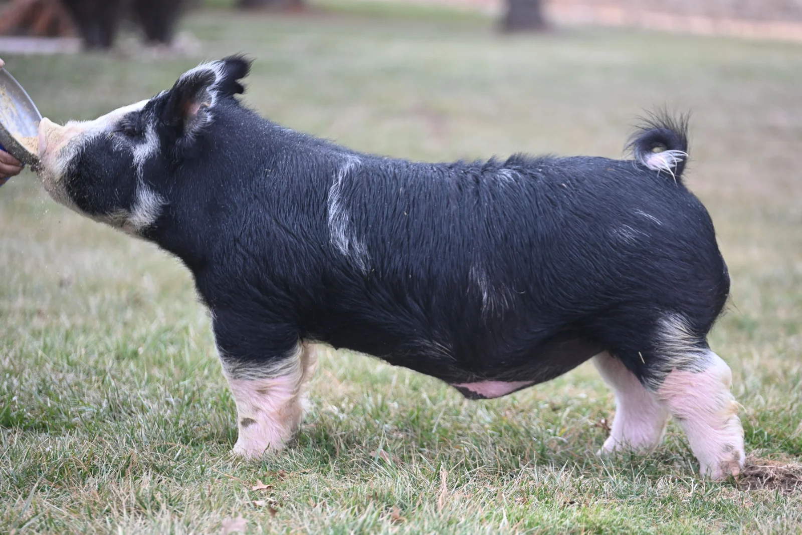 OVER THE MOON — Berkshire boar