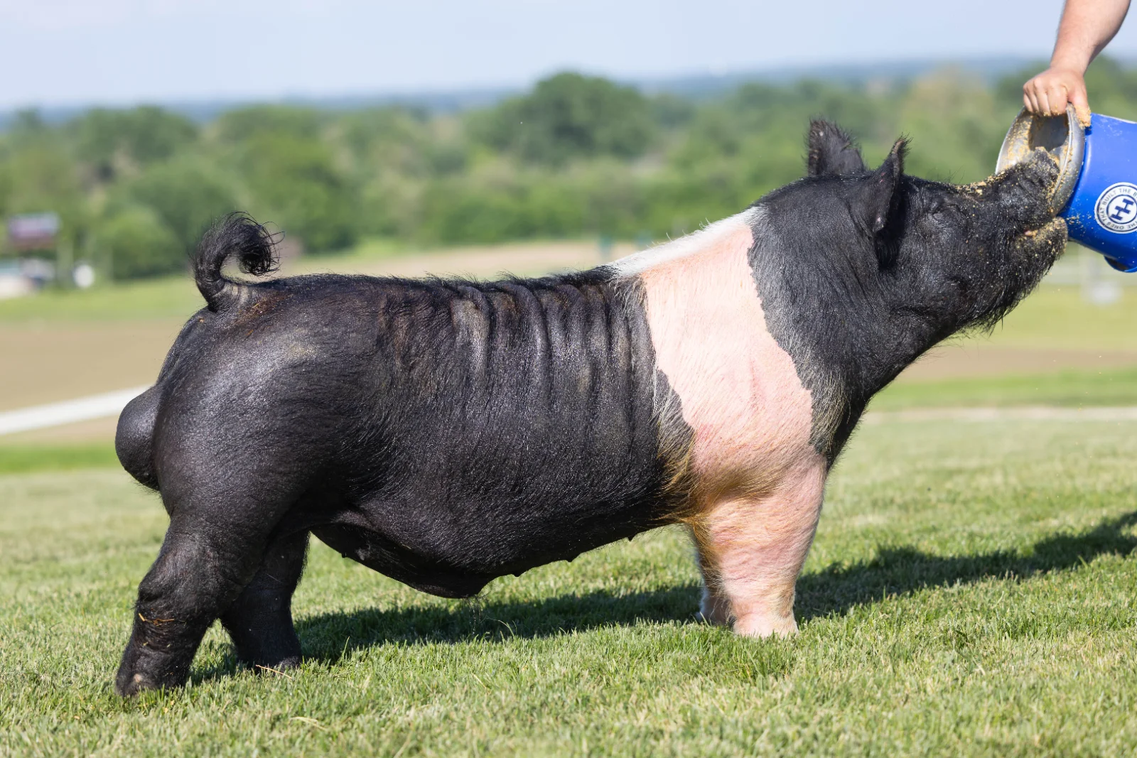 SHOUT — Hampshire boar