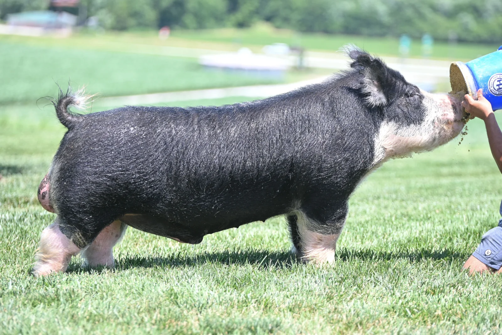 SHOW OFF — Berkshire boar