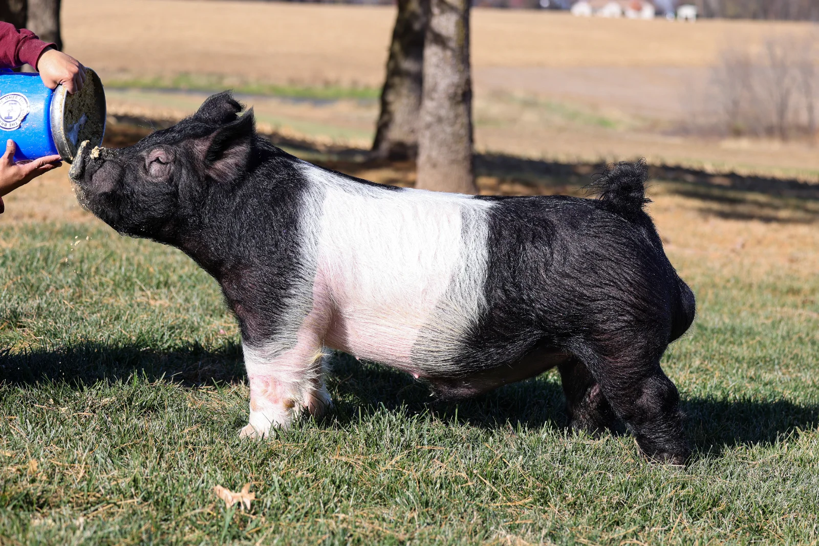 TUFF — Dark Cross boar