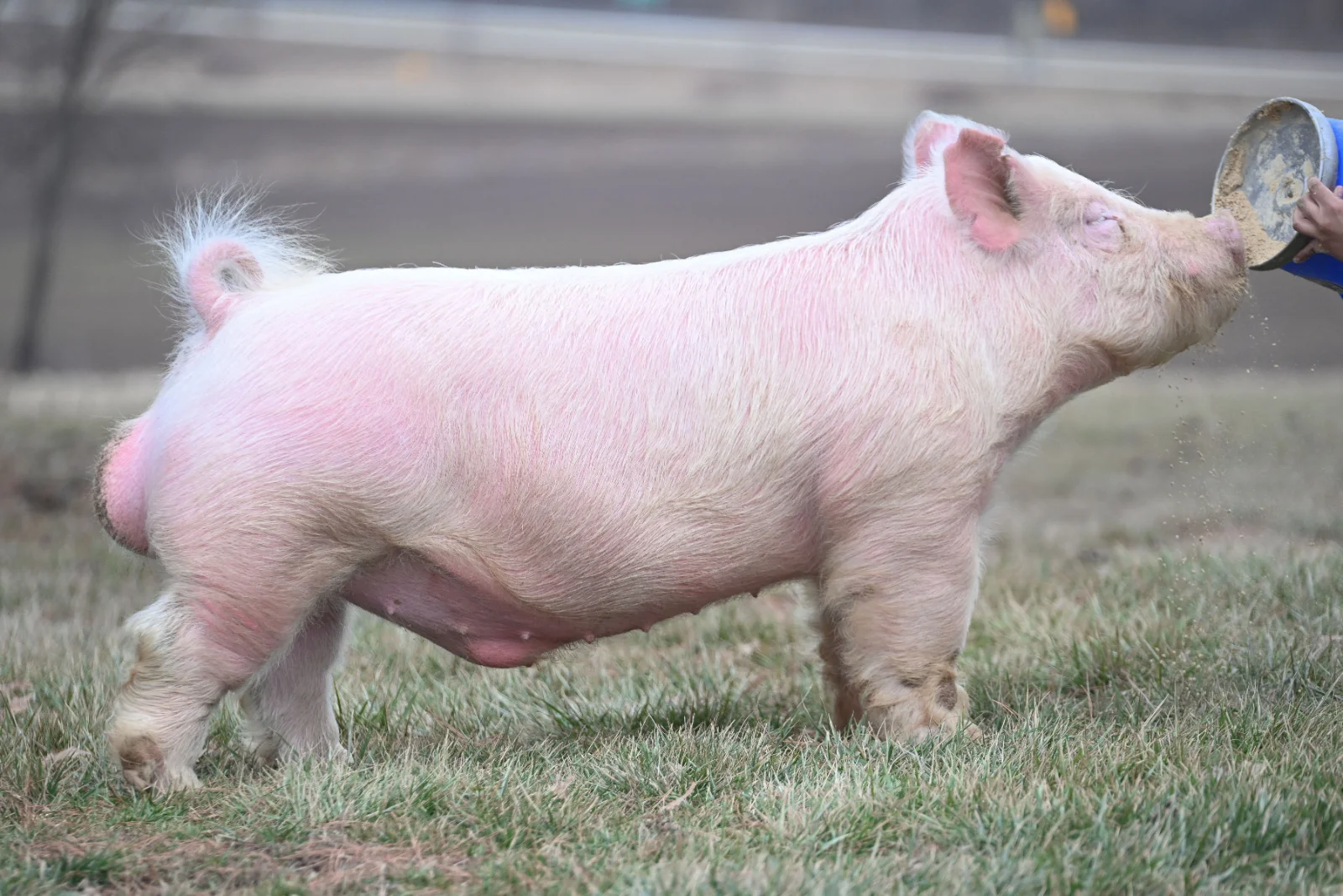 Y337 — Yorkshire boar