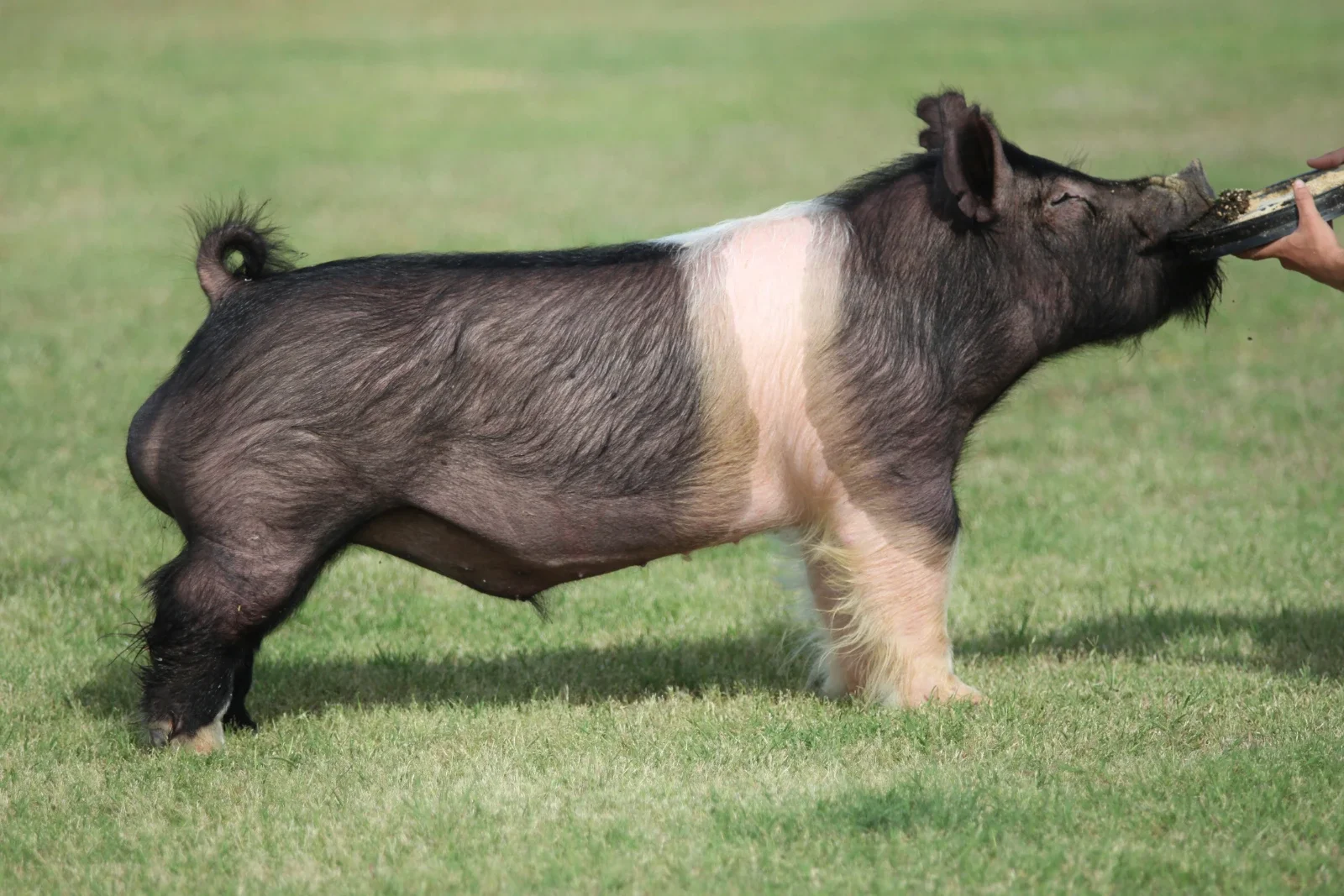 Night Cap — Dark Cross boar