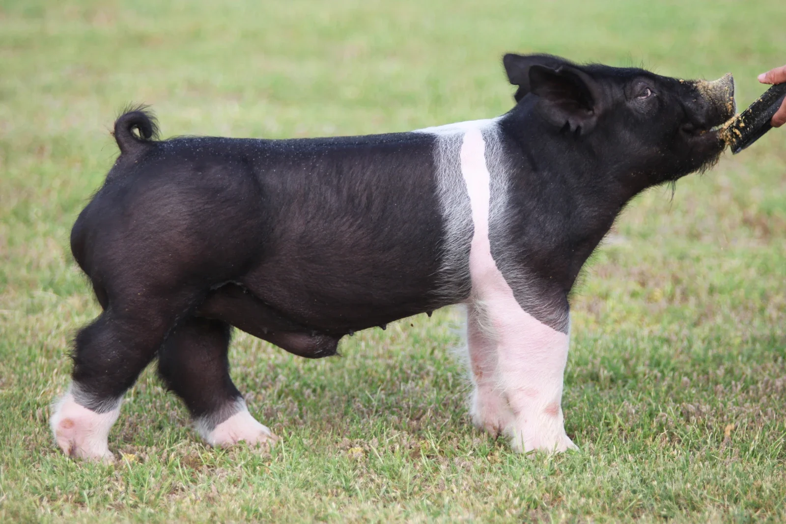 Sledge — Dark Cross boar