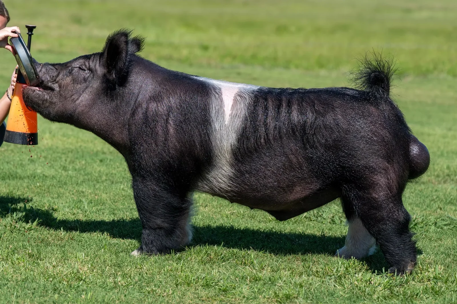 B.T.A. — Dark Cross boar