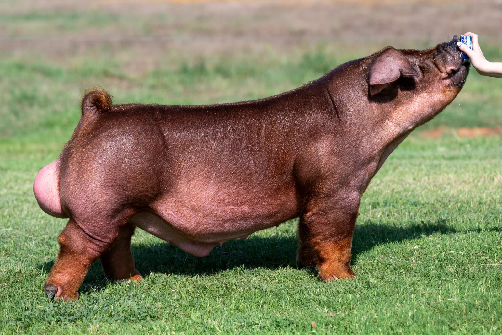 Kash Krop — Duroc boar