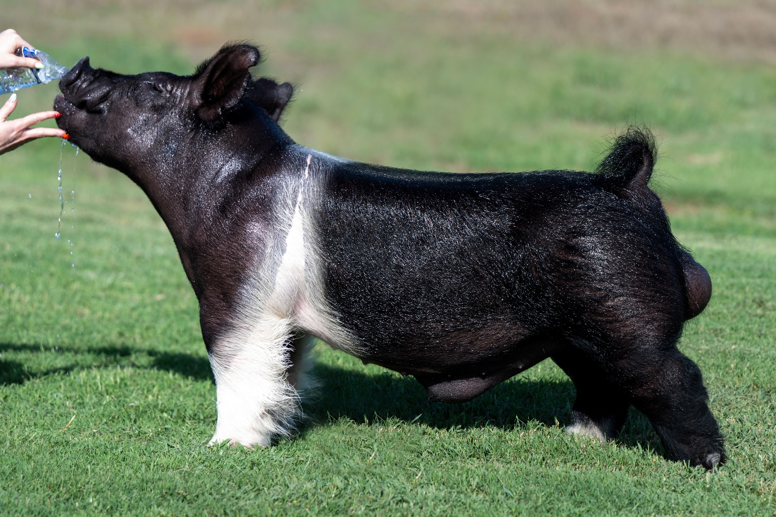 Knight Life — Dark Cross boar