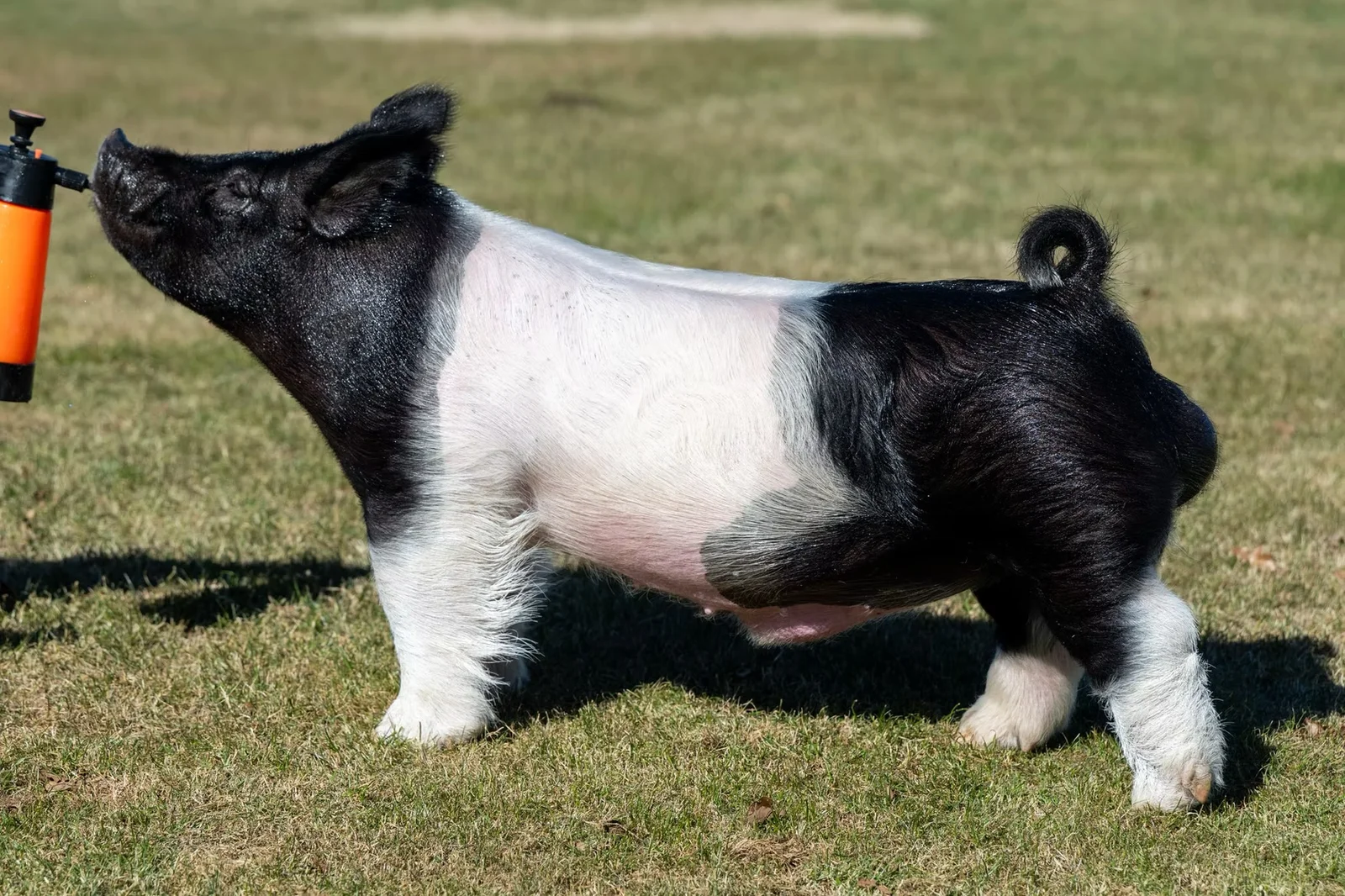 Low Key — Dark Cross boar