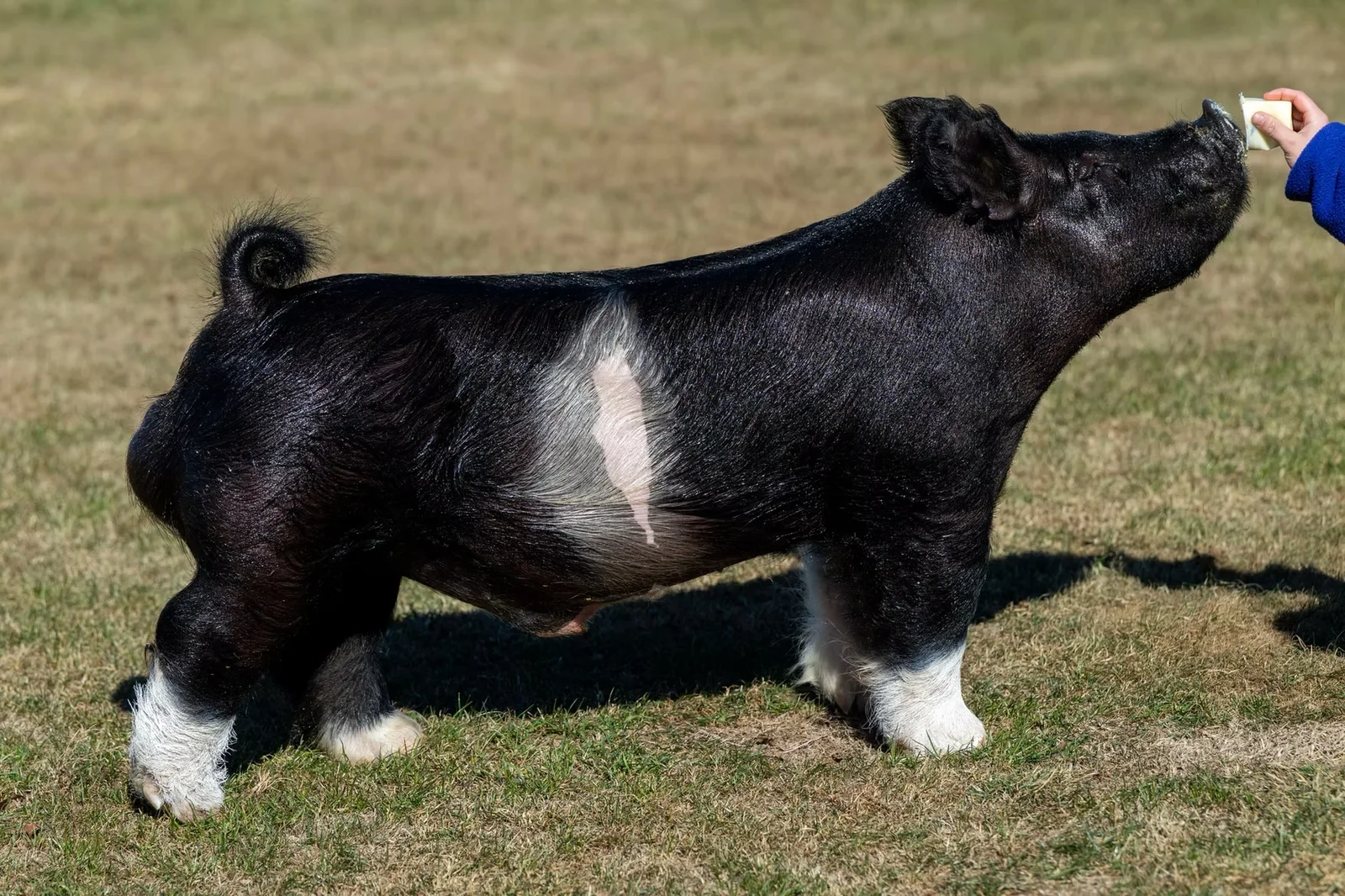 Monkey Business — Dark Cross boar