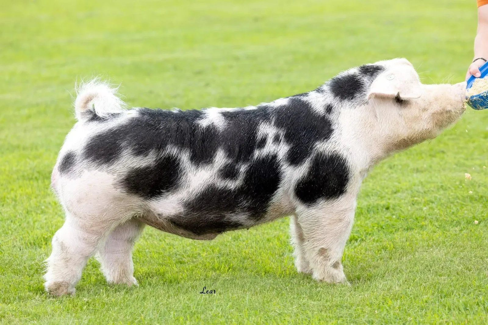 Mr. Irrelevant — Spot boar