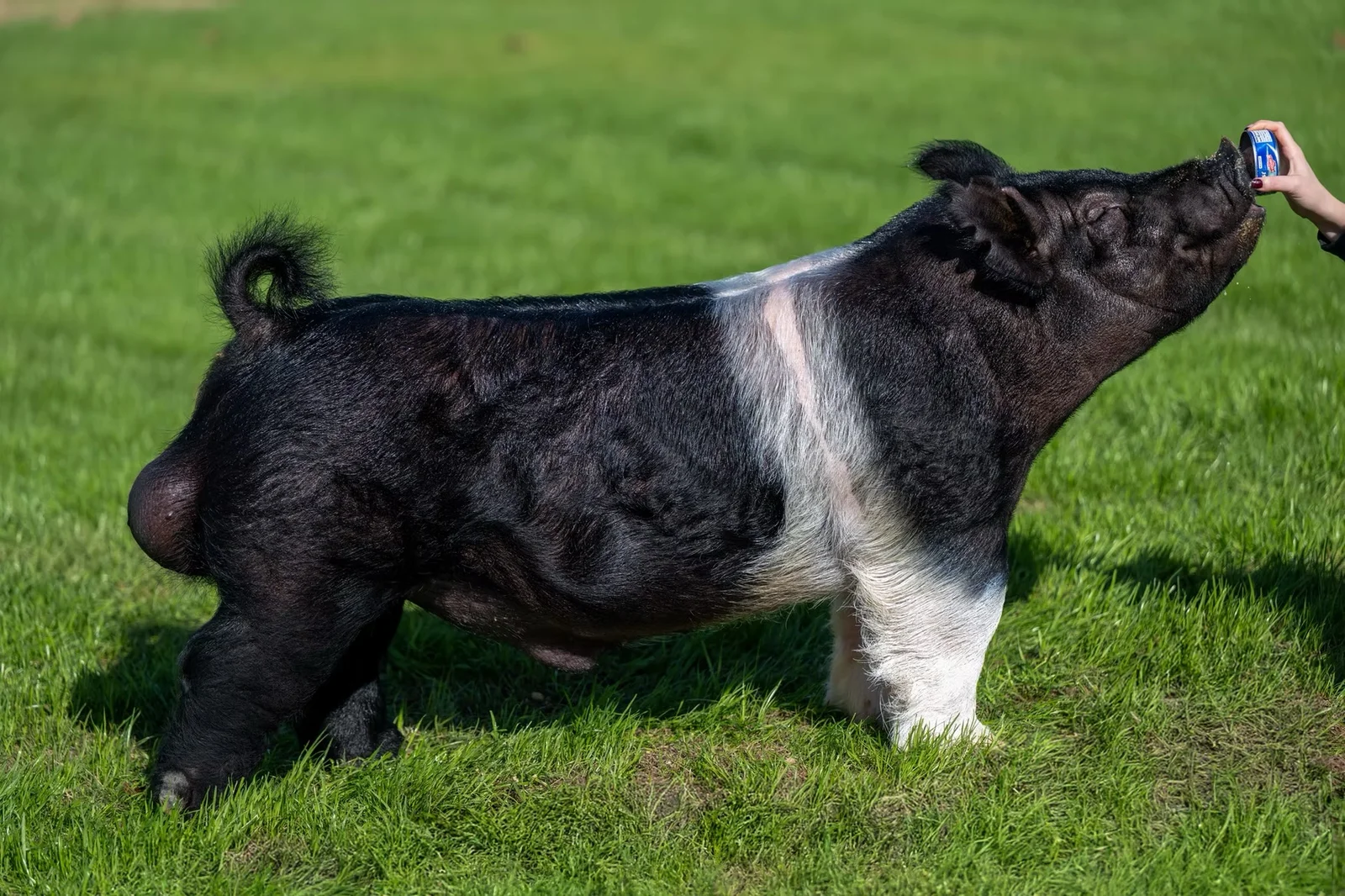 No Sweat — Dark Cross boar