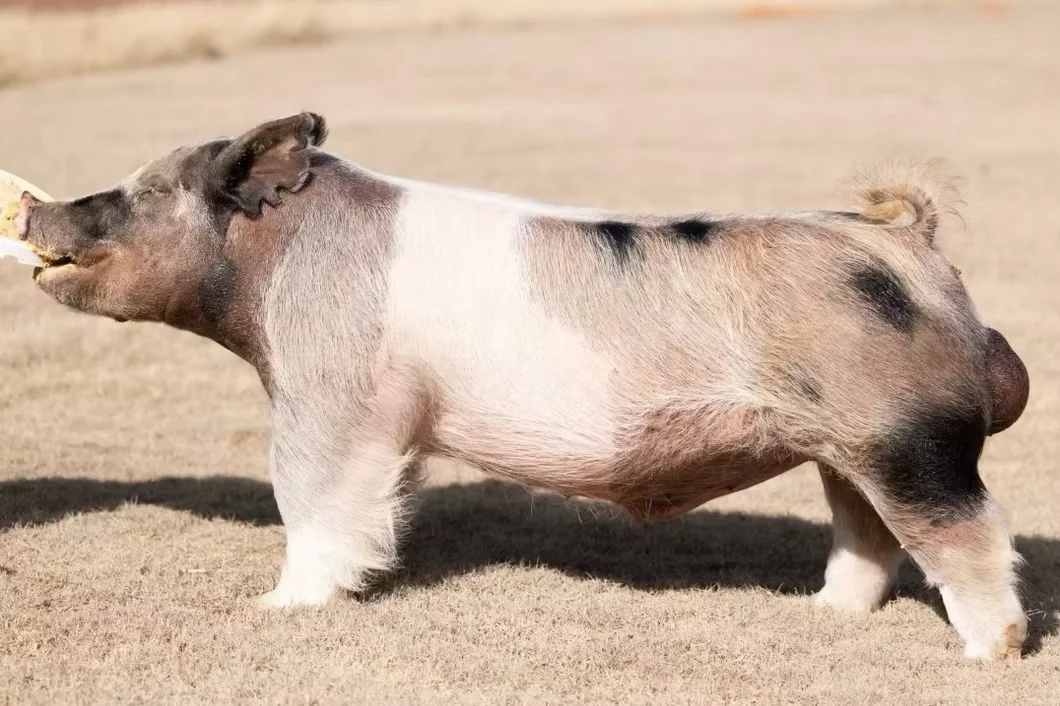 OG — Dark Cross boar