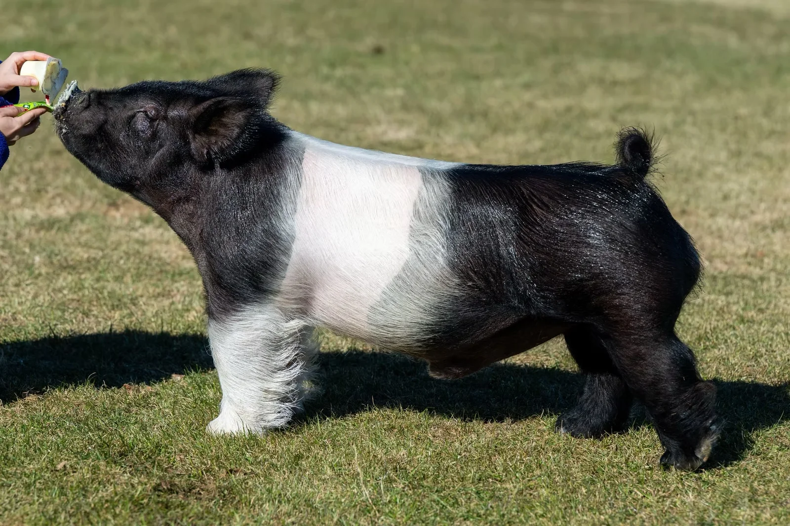Ol Boy — Dark Cross boar