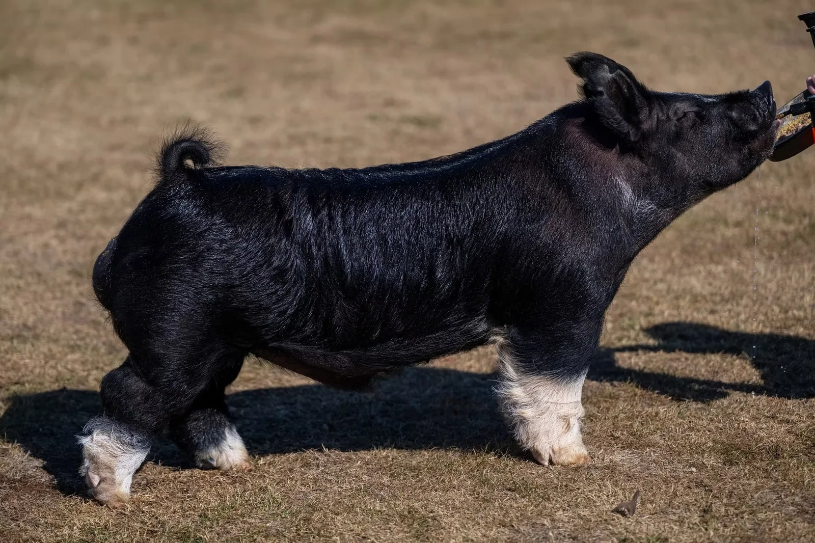 Onward — Berkshire boar