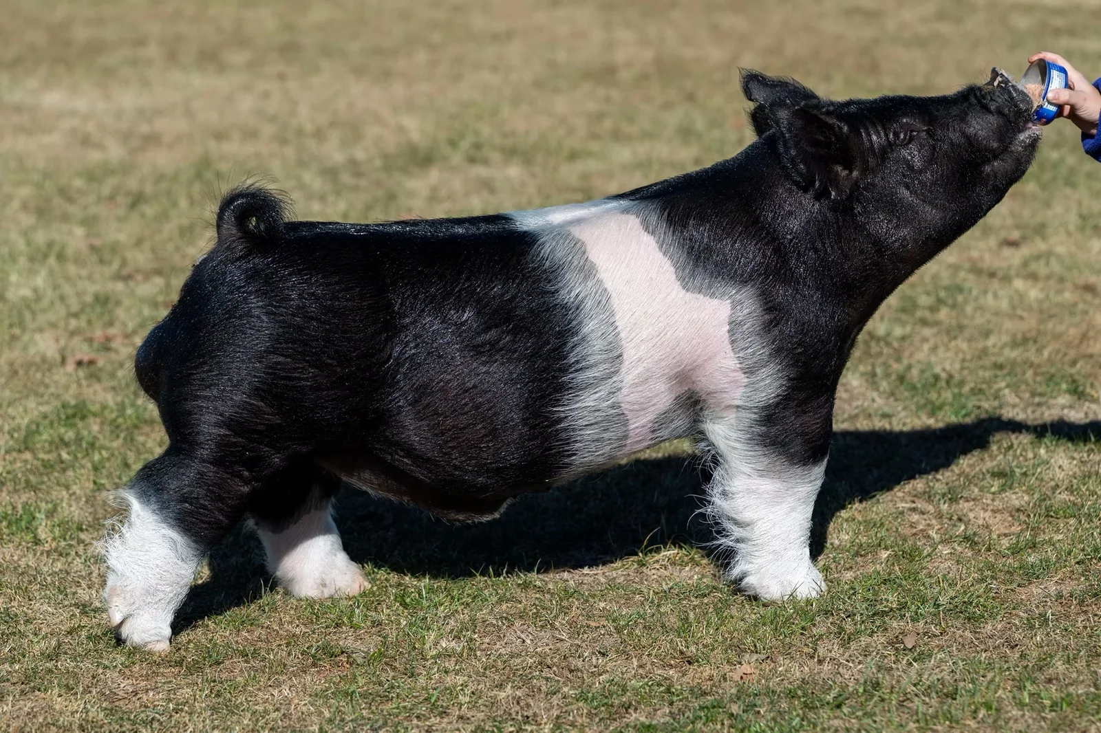 Unforgettable — Dark Cross boar