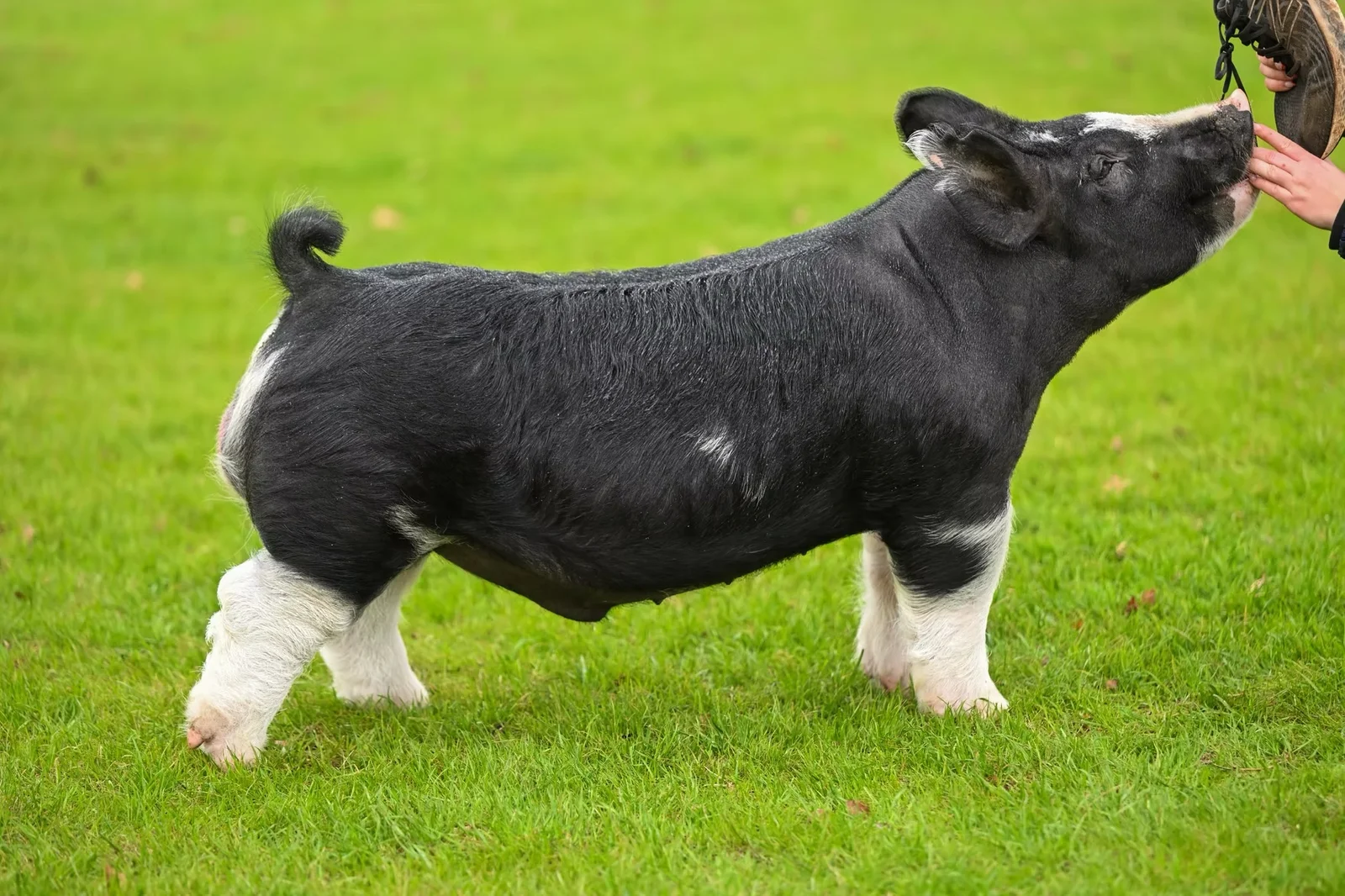 Upward — Berkshire boar