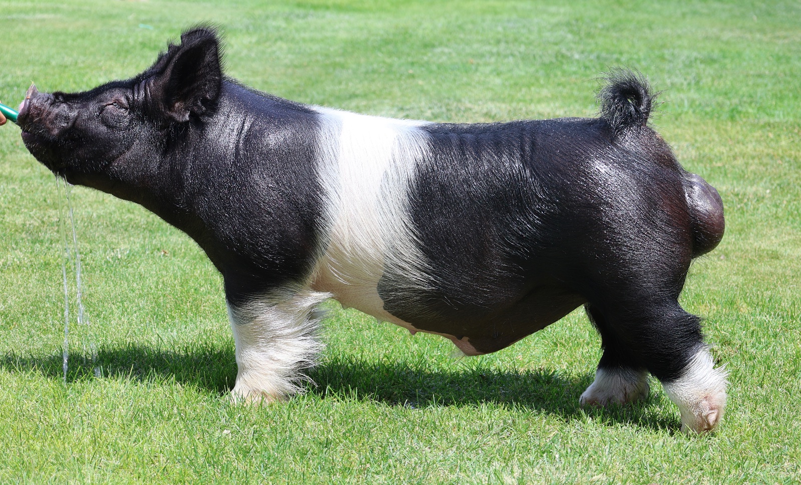On Demand — Dark Cross boar