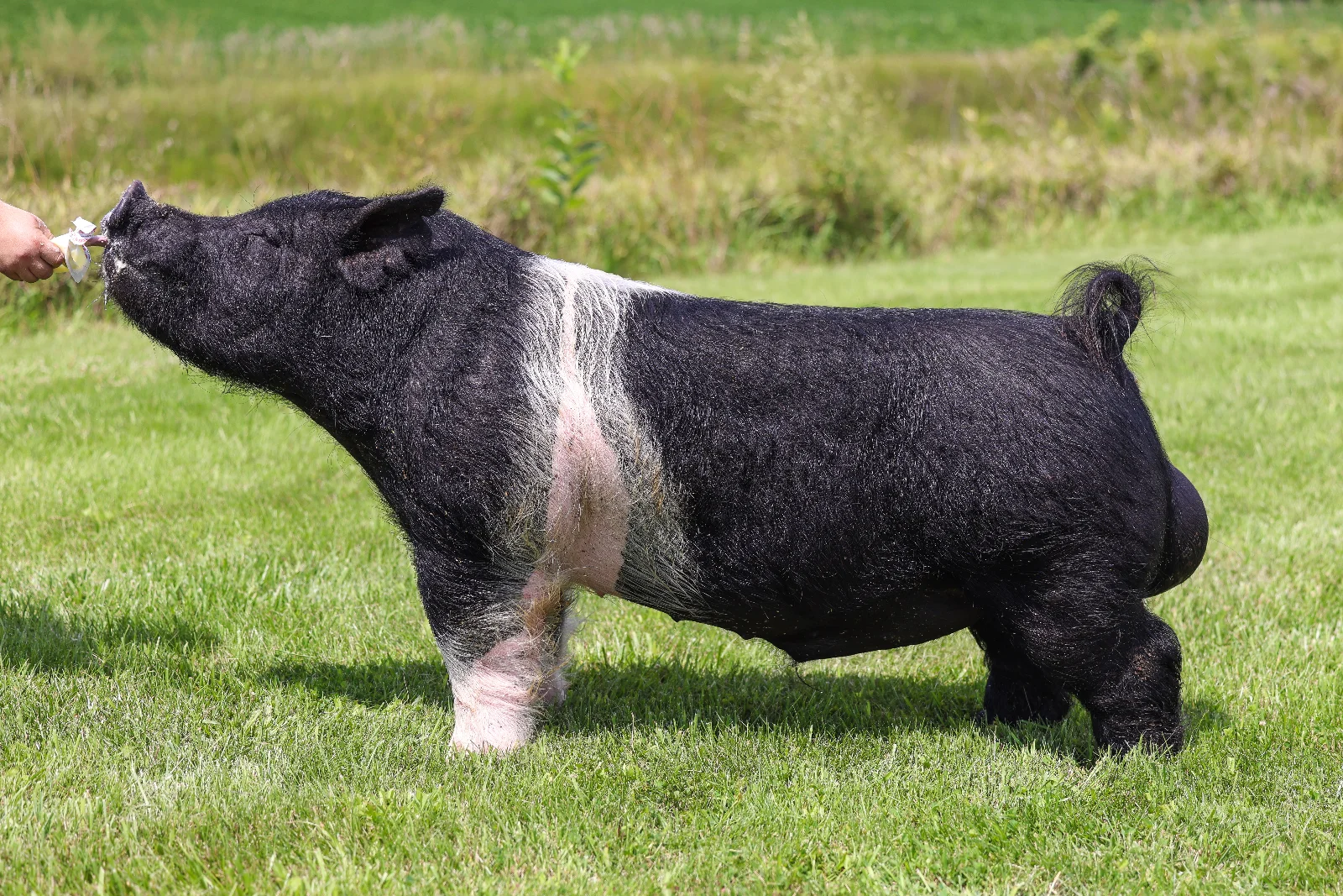 Don’t Doubt Me — Dark Cross boar