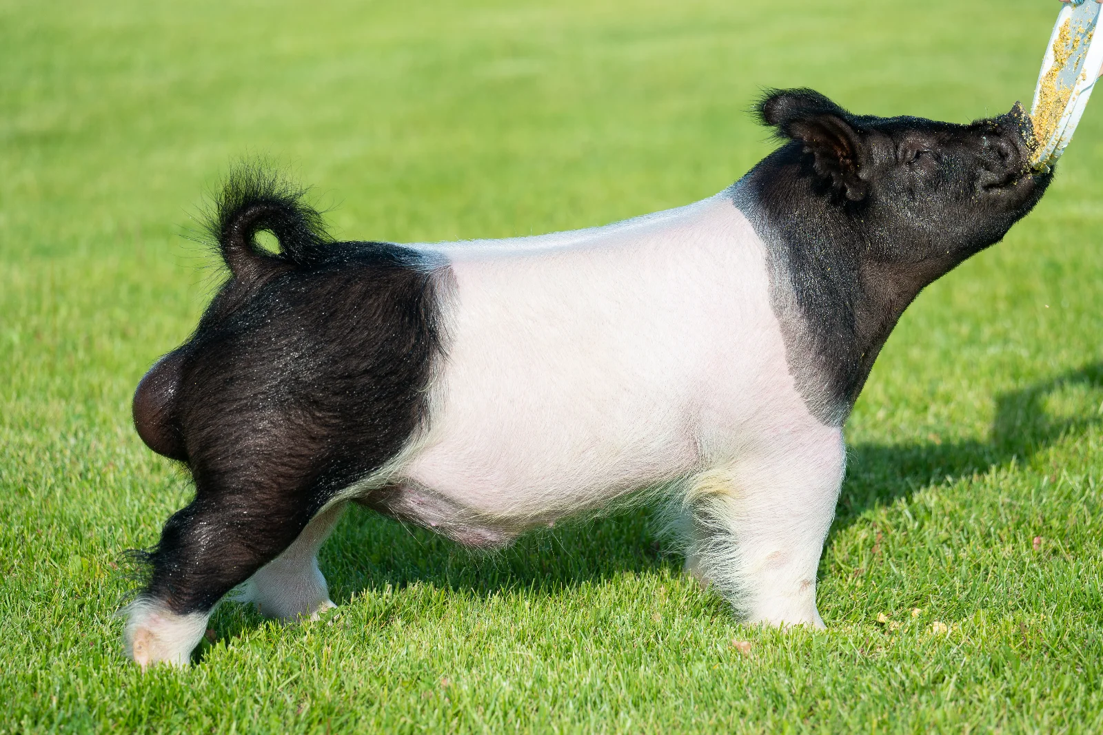 Headlines — Dark Cross boar