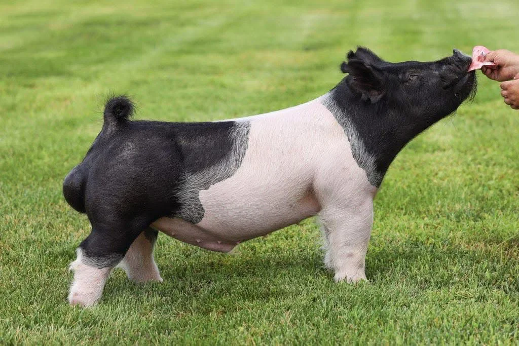 Troubadour — Dark Cross boar