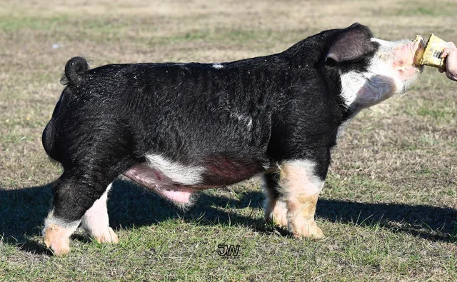 All Together — Poland boar