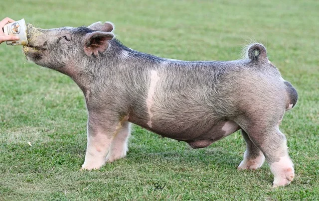 No Glue — Light Cross boar