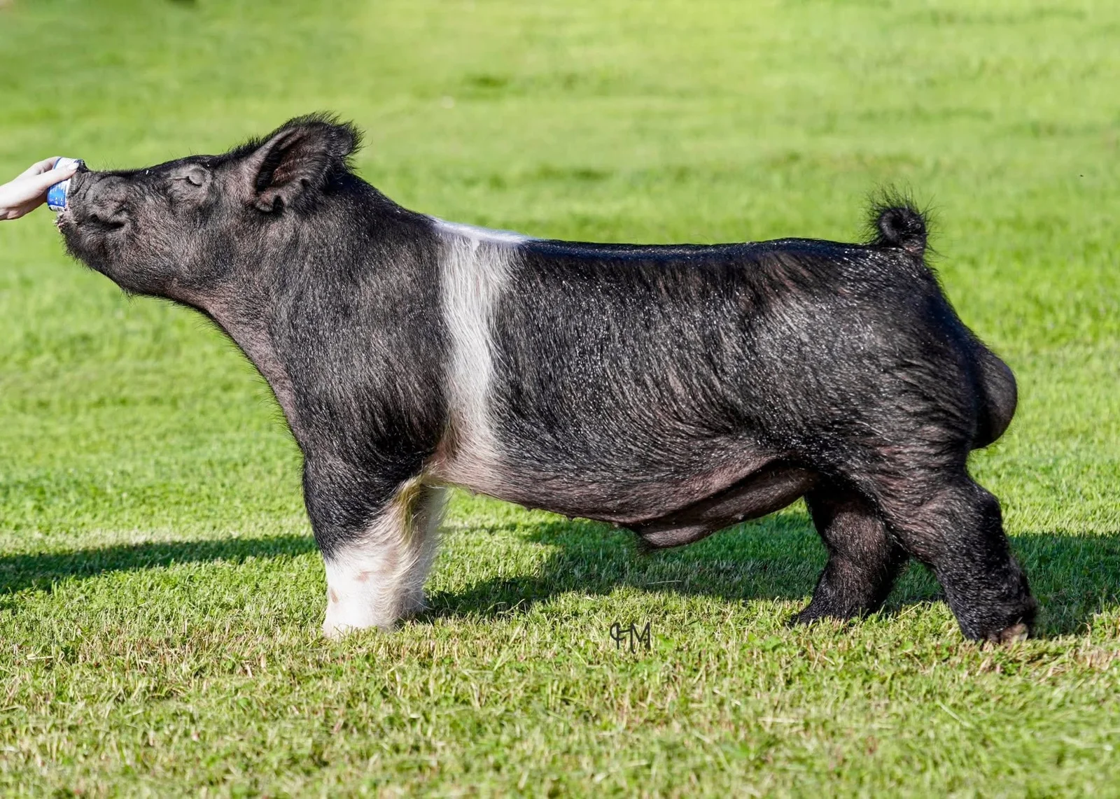 Real Steele 7-2 — Dark Cross boar